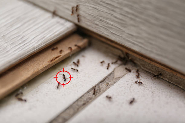 Best Pest Control Near Me  in Santa Barbara, CA