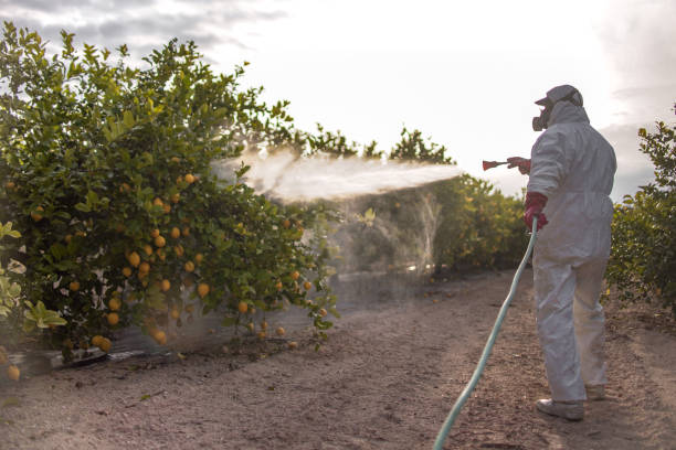 Professional Pest Control in Santa Barbara, CA
