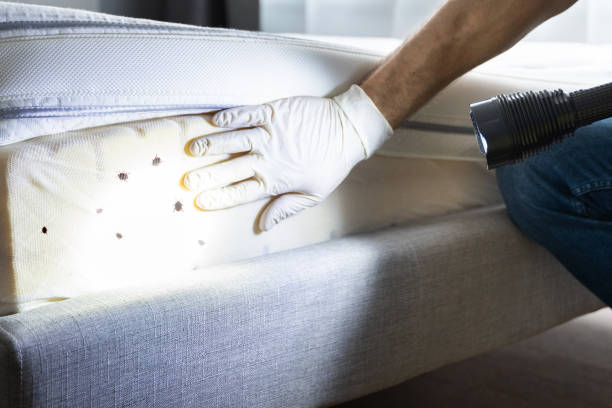Best Termite Control Services  in Santa Barbara, CA