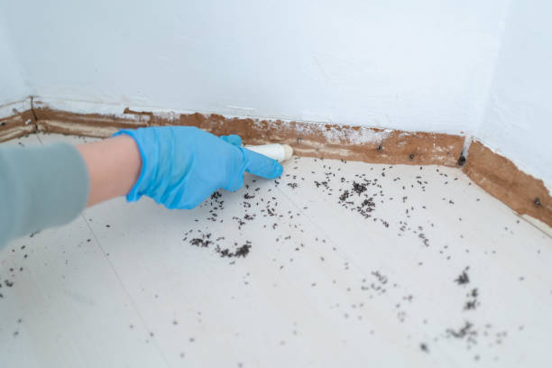 Best Pest Control for Homes  in Santa Barbara, CA